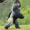 rahdri